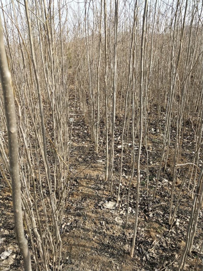优质杜仲苗，米经1到1.5cm的大量清地处理