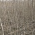 优质杜仲苗，米经1到1.5cm的大量清地处理