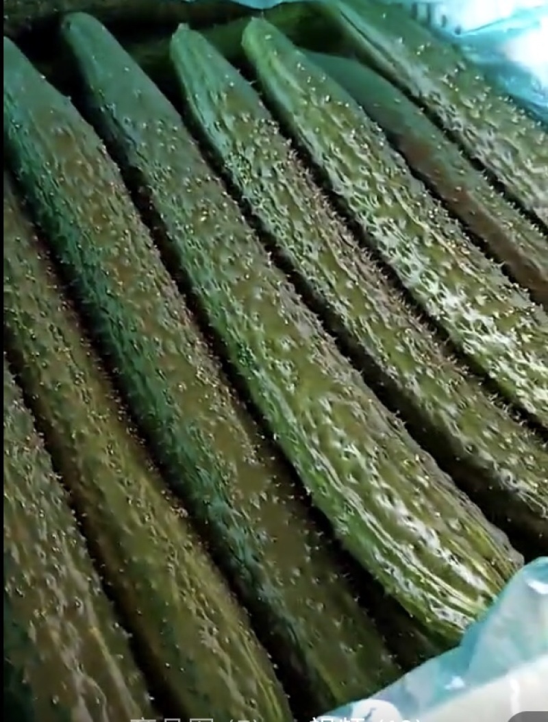 【推荐】河北唐山乐亭县黑黄瓜大量有货欢迎选购