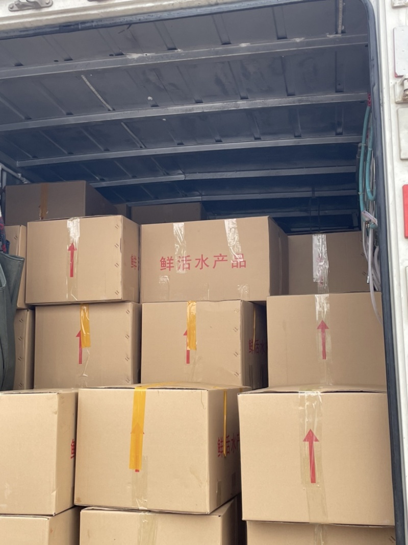翘嘴鱼苗\翘嘴红鲌鱼苗\健康\苗场供应/全国发货翘嘴白