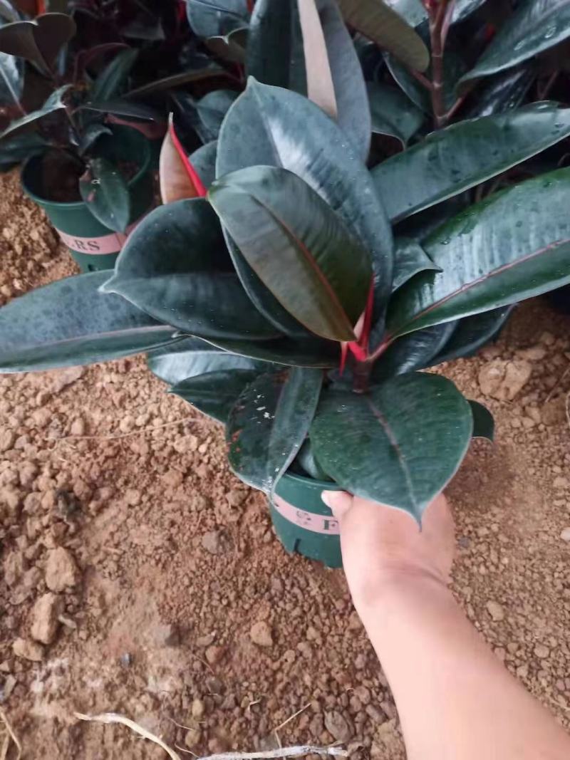 橡皮树优质橡皮树产地直发欢迎实地看货
