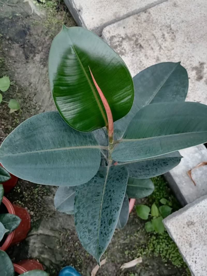 橡皮树优质橡皮树产地直发欢迎实地看货