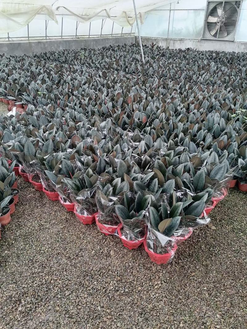 橡皮树优质橡皮树产地直发欢迎实地看货