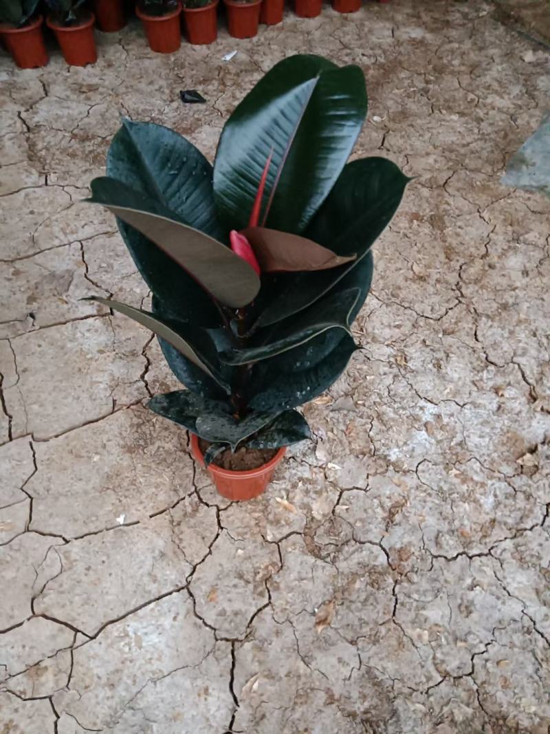 橡皮树优质橡皮树产地直发欢迎实地看货