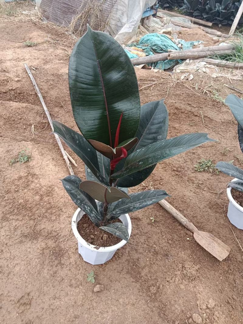 橡皮树优质橡皮树产地直发欢迎实地看货