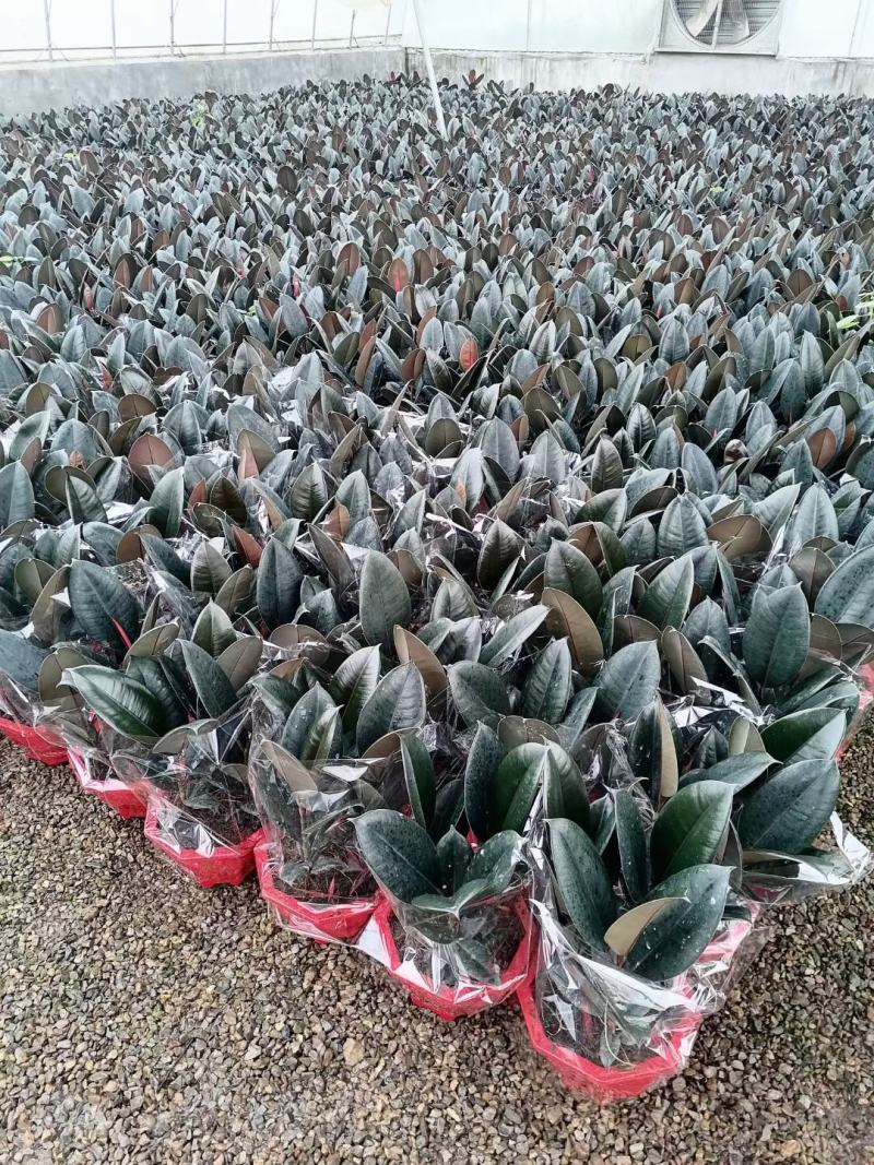 橡皮树优质橡皮树产地直发欢迎实地看货