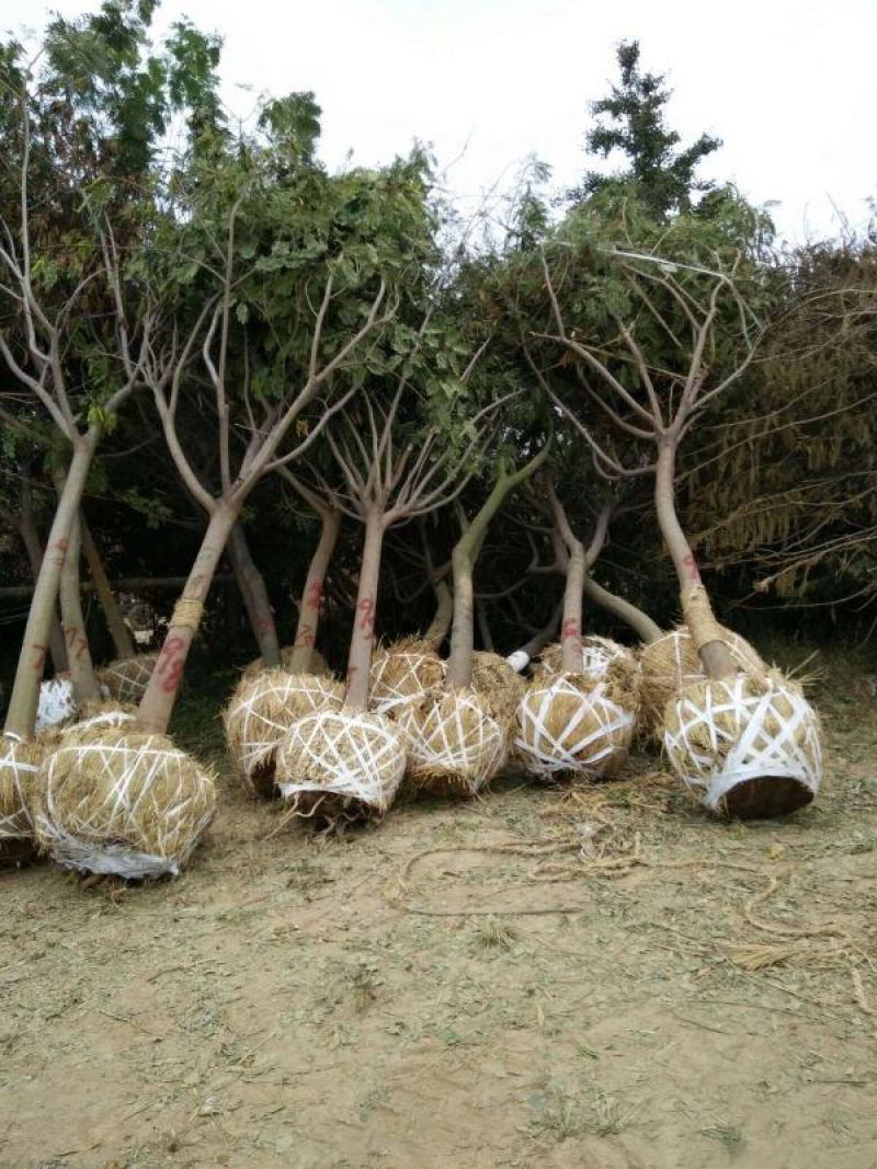 合欢树