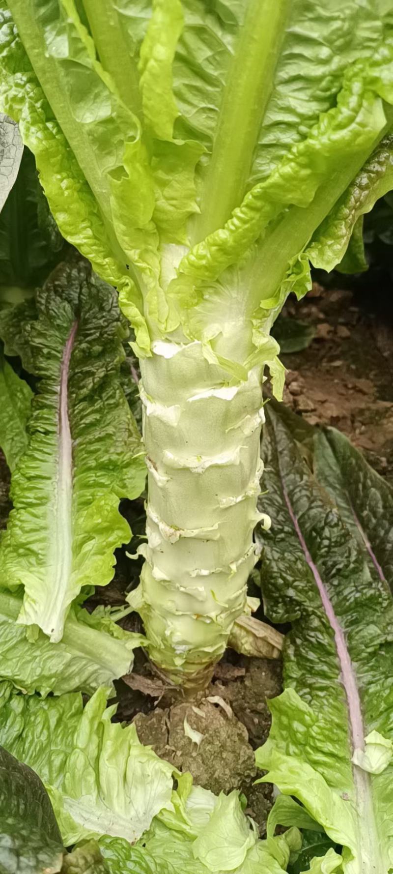精品大棚莴苣有需要电联