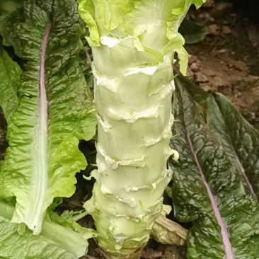 精品大棚莴苣有需要电联