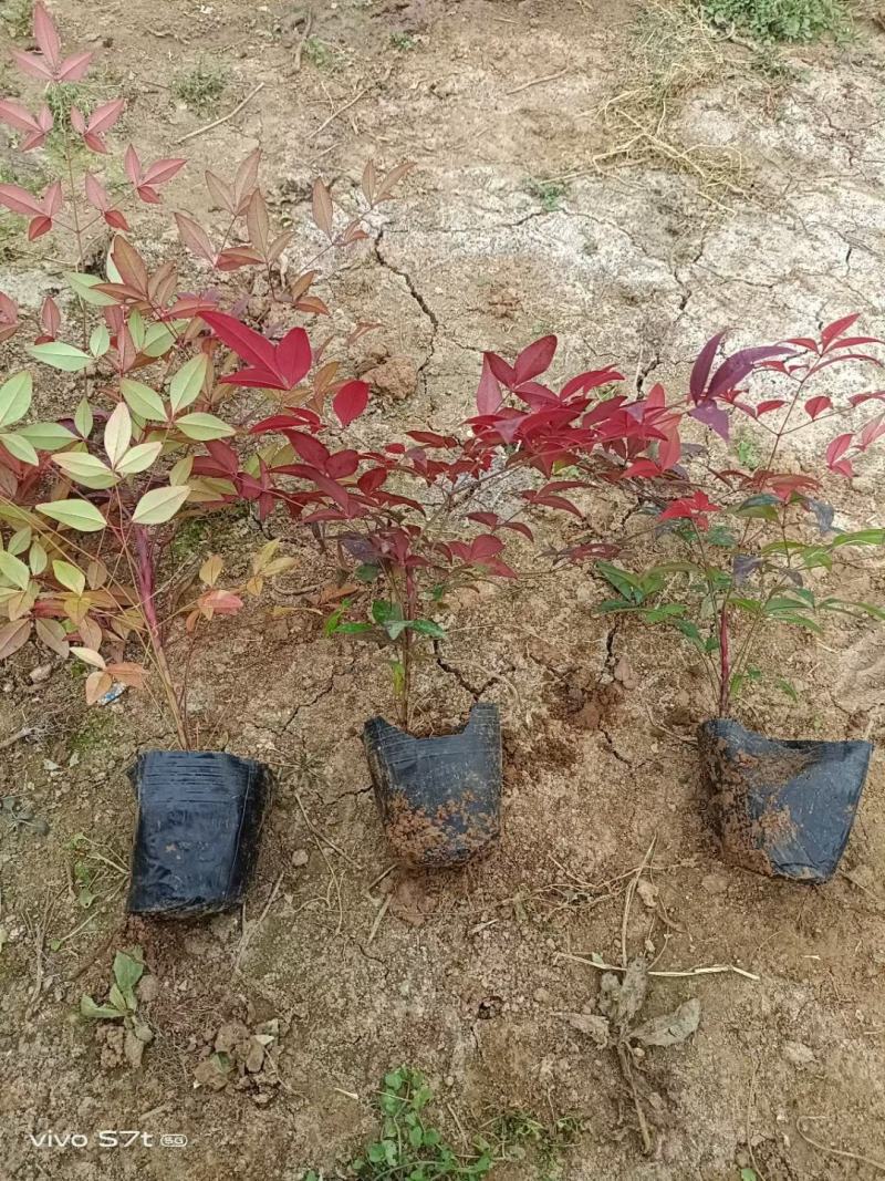 南天竹优质南天竹工程苗大量上市欢迎实地看货