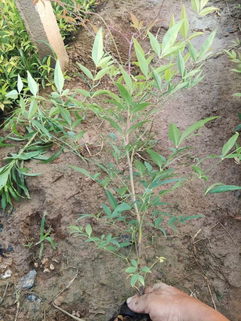 南天竹优质南天竹工程苗大量上市欢迎实地看货