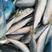 马鲛鱼一件20斤56米会员专享冷链物流发全国