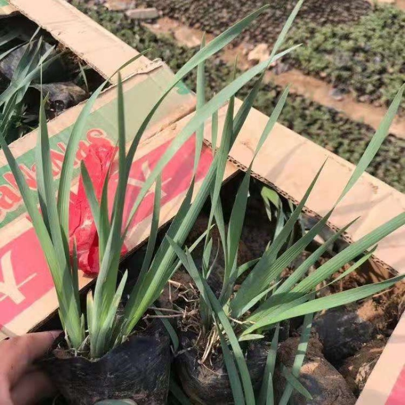 马蔺，一手货源，基地直发，大量供应100万株