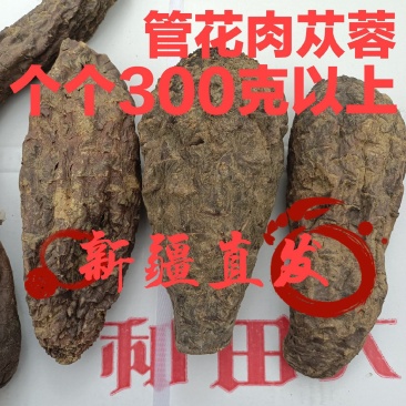 新疆肉苁蓉大芸寸芸管花硬质药材沙漠软黄金包邮