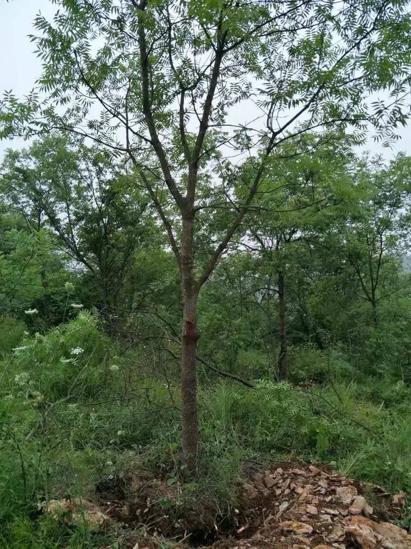 黄连木