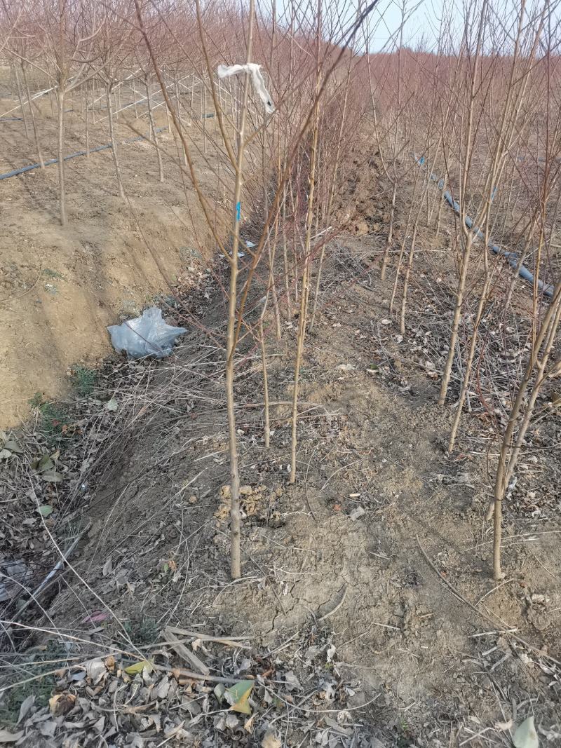 桃树苗桃树原苗毛桃苗实生桃苗直生苗野桃苗毛桃树苗实生毛桃