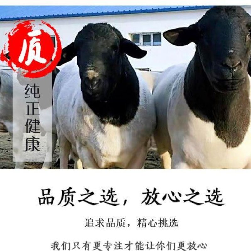 杜寒杂交羊价格，澳寒杂交羊，杜寒绵羊，厂家直销，价格优惠