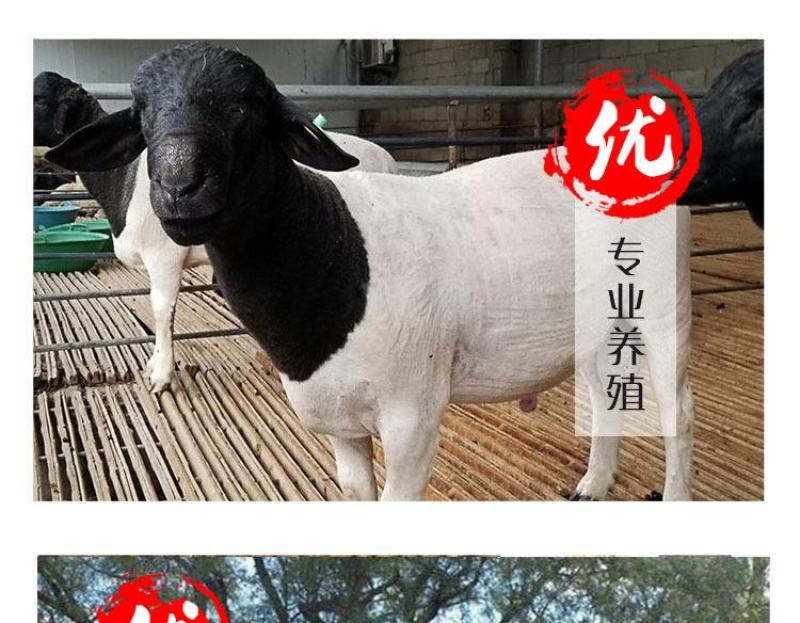 杜寒杂交羊价格，澳寒杂交羊，杜寒绵羊，厂家直销，价格优惠