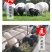 杜寒杂交羊价格，澳寒杂交羊，杜寒绵羊，厂家直销，价格优惠