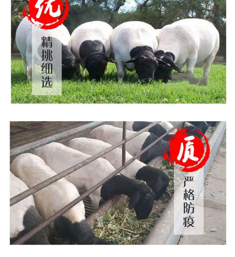 杜寒杂交羊价格，澳寒杂交羊，杜寒绵羊，厂家直销，价格优惠