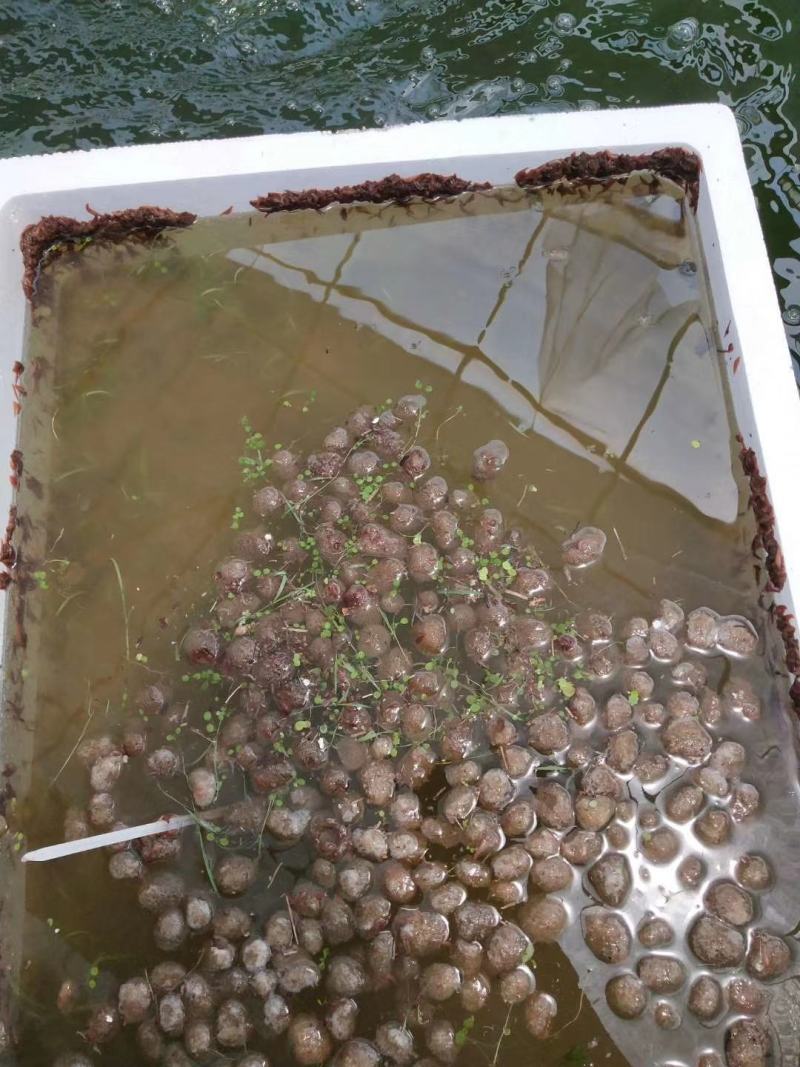 宽体金线蛭，出售满月苗，开口苗，茧，种蛭，免费教学包回收