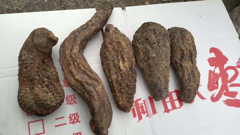 新疆肉苁蓉大芸寸芸管花硬质药材沙漠软黄金包邮