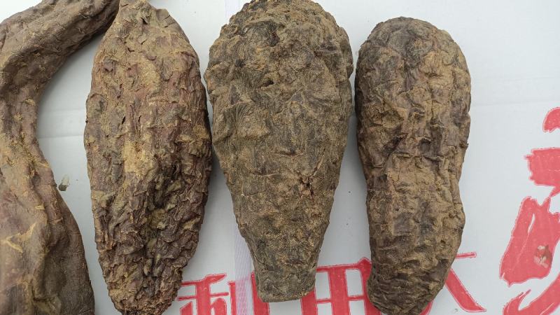 新疆肉苁蓉大芸寸芸管花硬质药材沙漠软黄金包邮