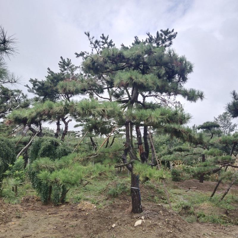 造型黑松泰安市泰山区基地一手货源一颗起售！