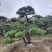 造型黑松泰安市泰山区基地一手货源一颗起售！