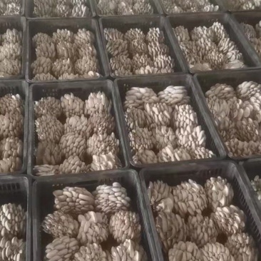 【精品鲜平菇】小黑平菇灰平菇鲜平菇产地直供可视频看货