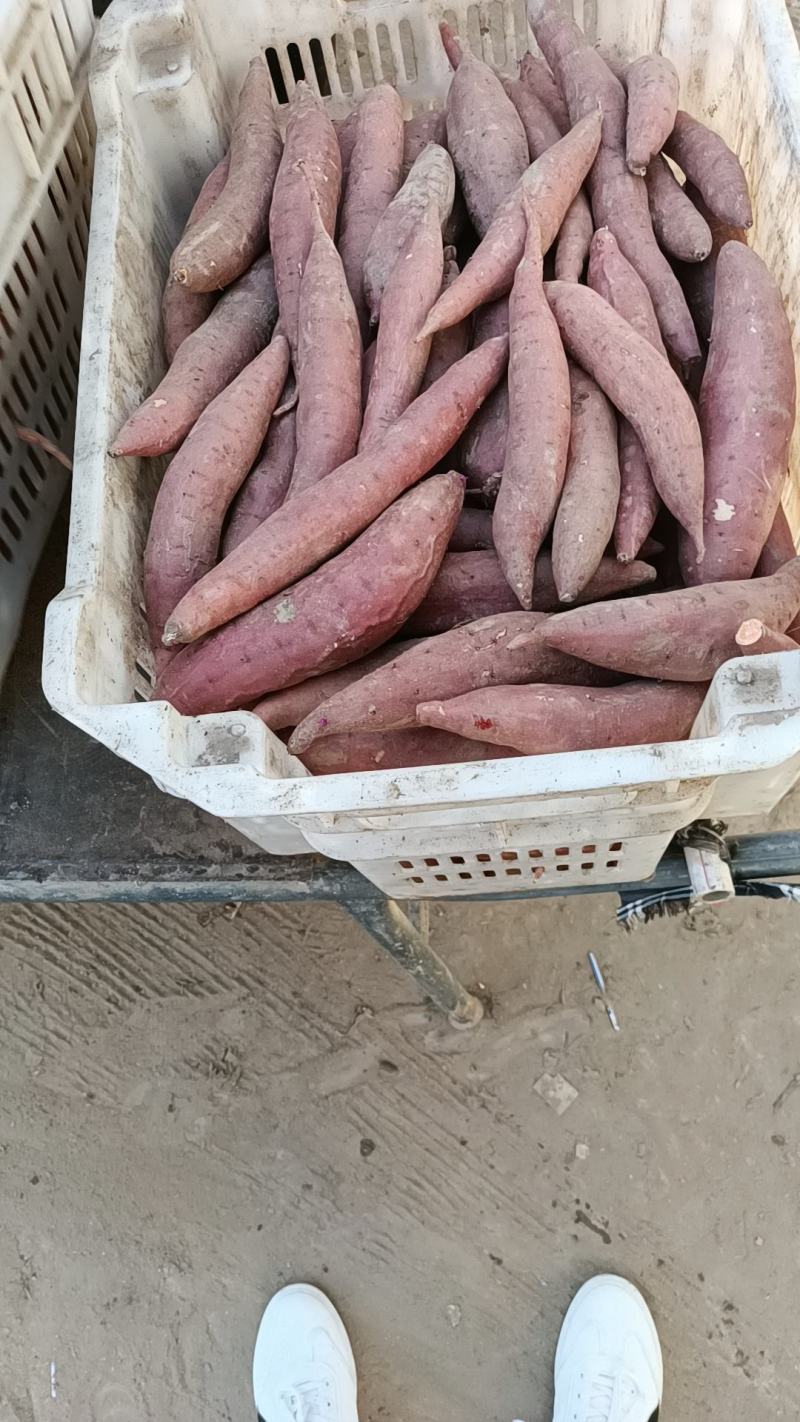 河北省衡水市饶阳县孟岗村红薯基地大量出烟薯25本地货通辽