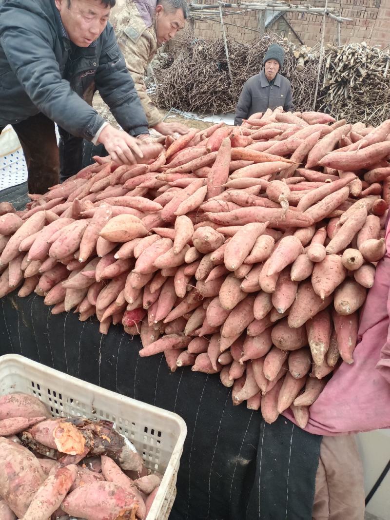 河北省衡水市饶阳县孟岗村红薯基地大量出烟薯25本地货通辽