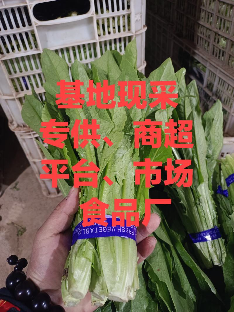 精品油麦菜，产地直销，，只做精品，各种包装