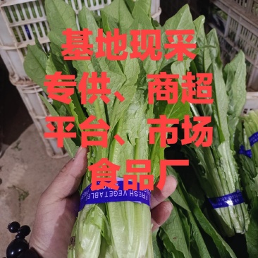 精品油麦菜，产地直销，，只做精品，各种包装