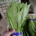 精品油麦菜，产地直销，，只做精品，各种包装