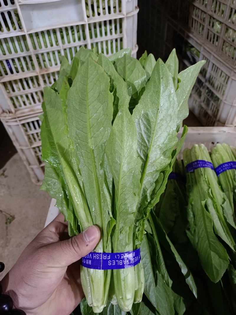 精品油麦菜，产地直销，，只做精品，各种包装