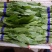 精品油麦菜，产地直销，，只做精品，各种包装