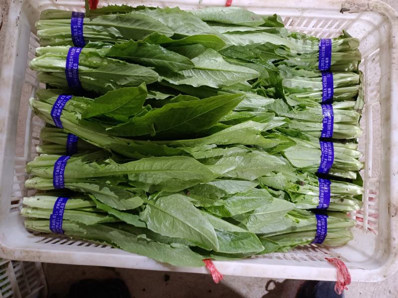 精品油麦菜，产地直销，，只做精品，各种包装