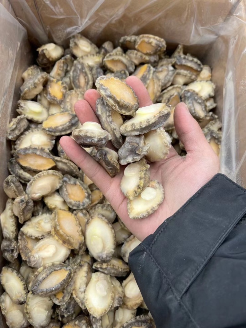 鲍鱼，鲍鱼肉，肉质好，价格美丽！质量保证！全规格！