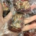 新疆特产枣夹核桃