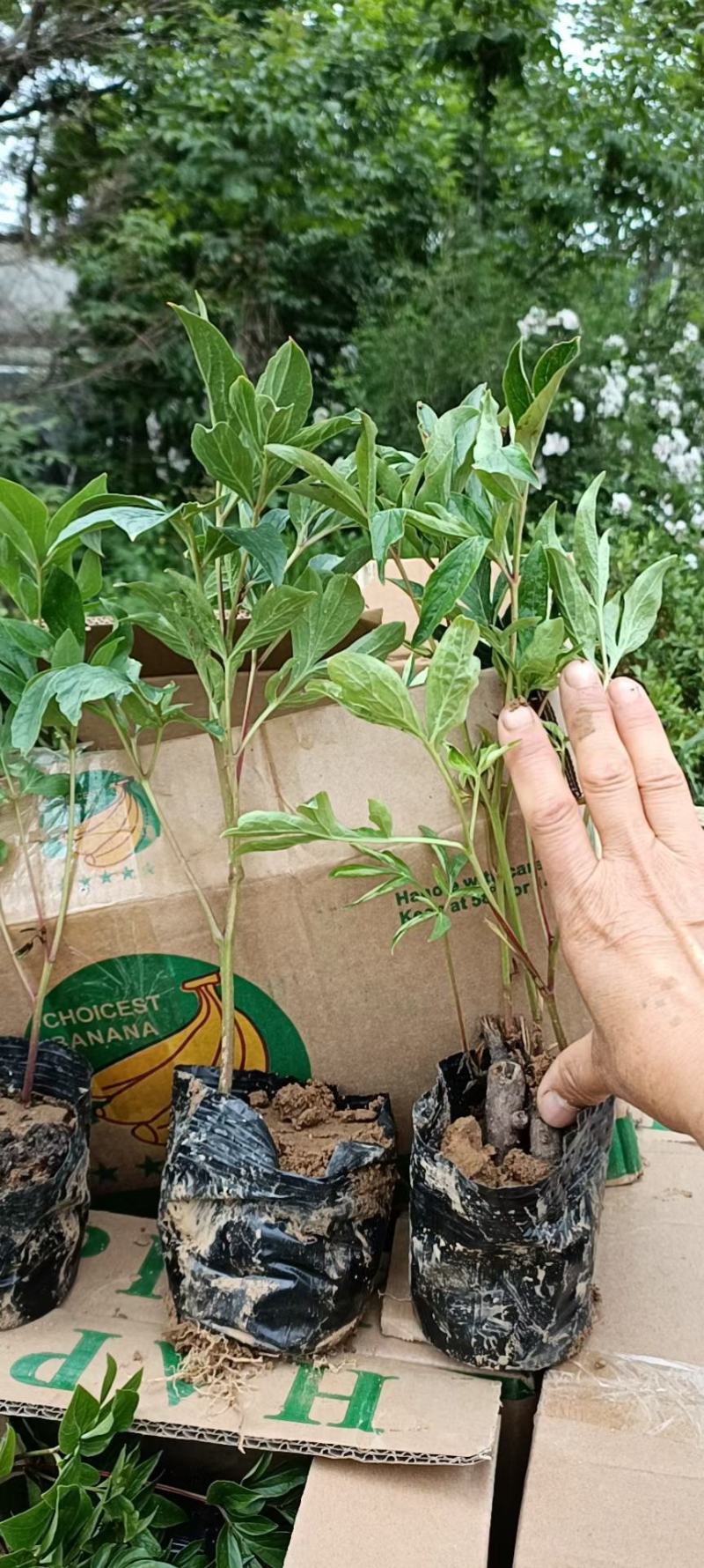 芍药优质芍药苗工程苗产地直供欢迎实地看货