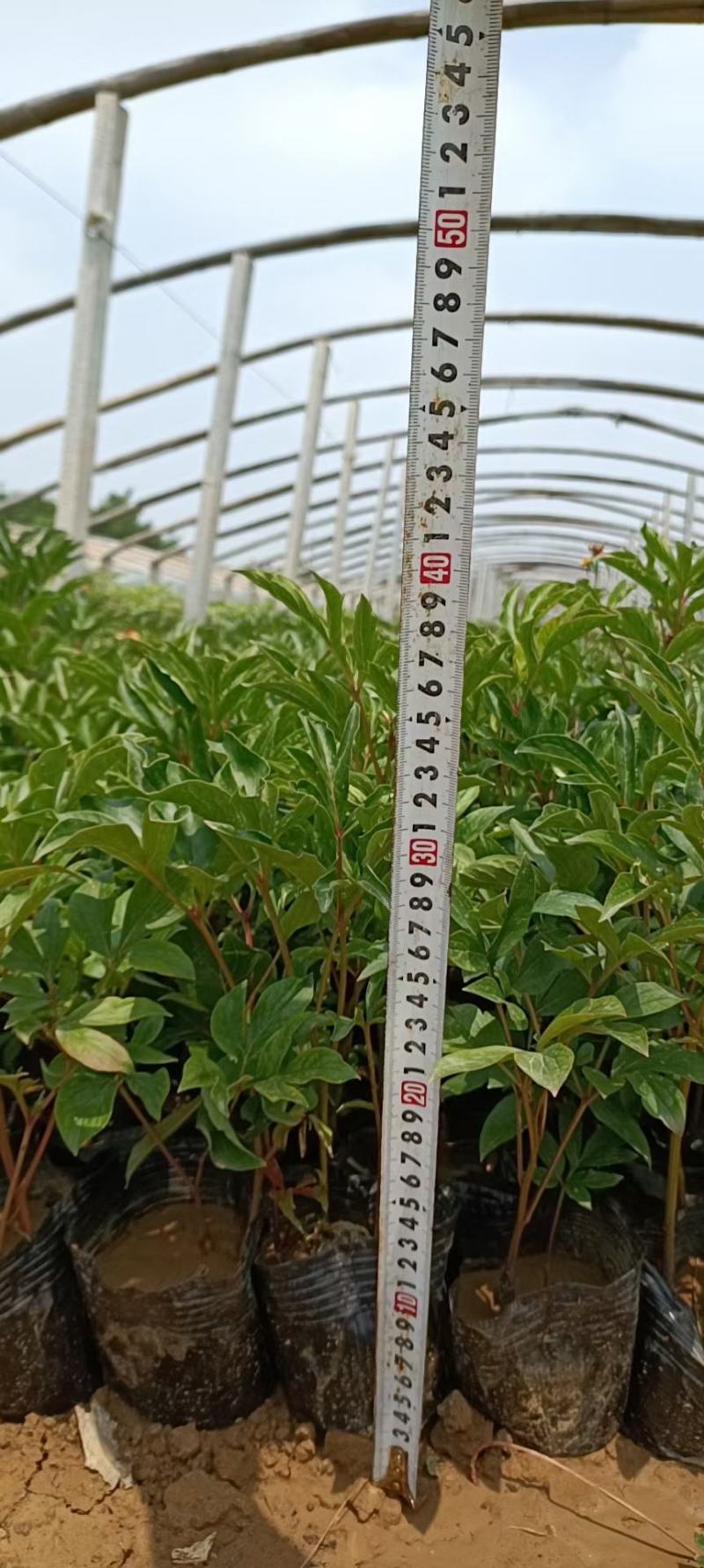 芍药优质芍药苗工程苗产地直供欢迎实地看货