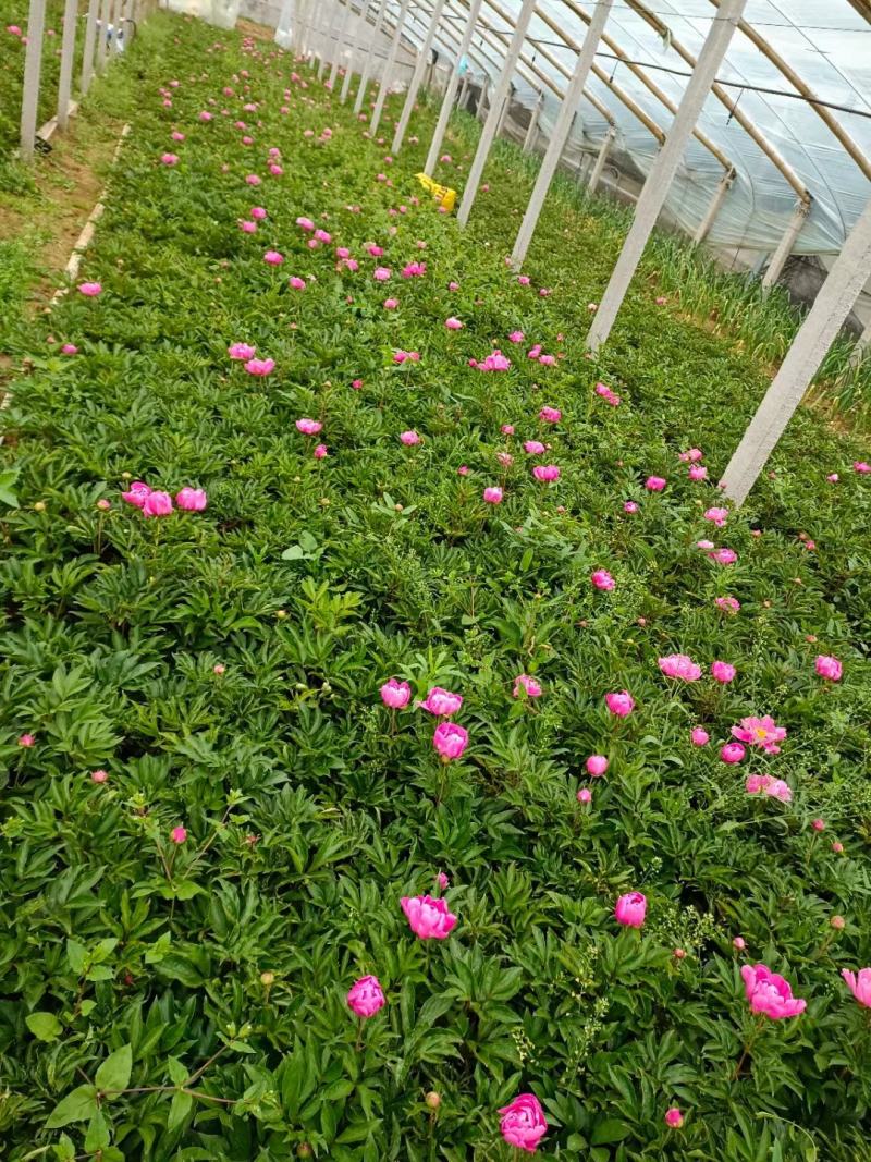 芍药优质芍药苗工程苗产地直供欢迎实地看货