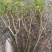 直批5-6年茉莉花苗春季半成苗白色双瓣茉莉花苗园林绿化