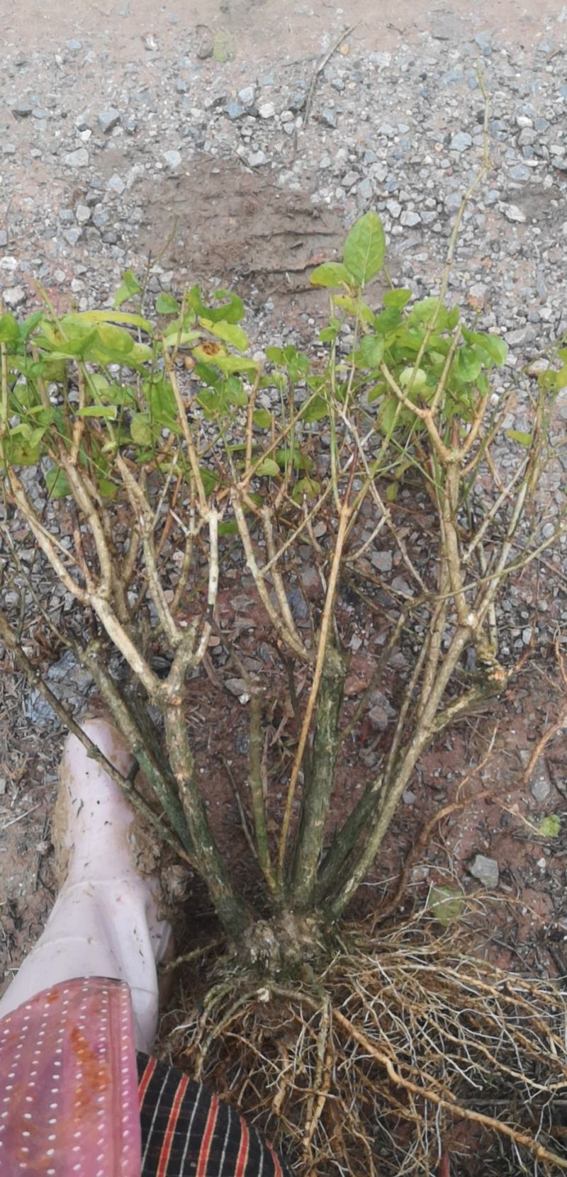 直批5-6年茉莉花苗春季半成苗白色双瓣茉莉花苗园林绿化