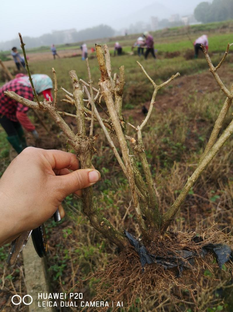 直批5-6年茉莉花苗春季半成苗白色双瓣茉莉花苗园林绿化