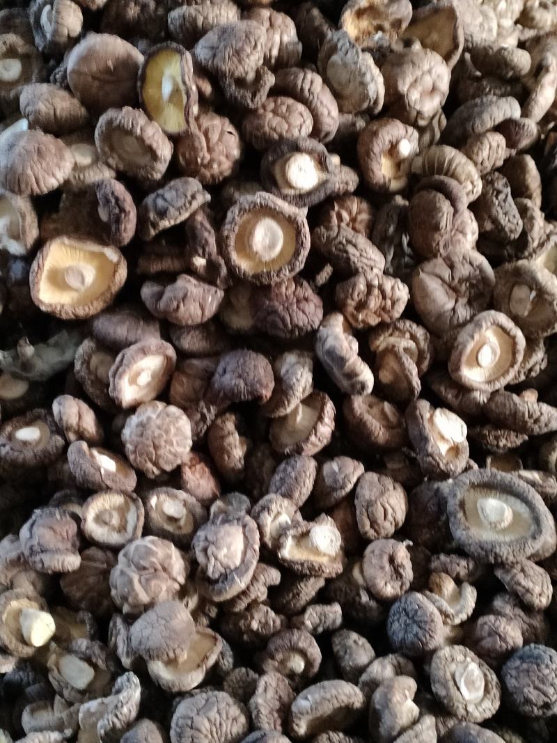 大香菇，是香菇菌盖4直径4厘米肉厚菇脚1厘米以内颜色正常