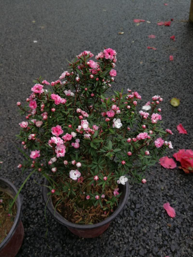 松红梅花基地直发松红梅花开多色奥洲松红梅