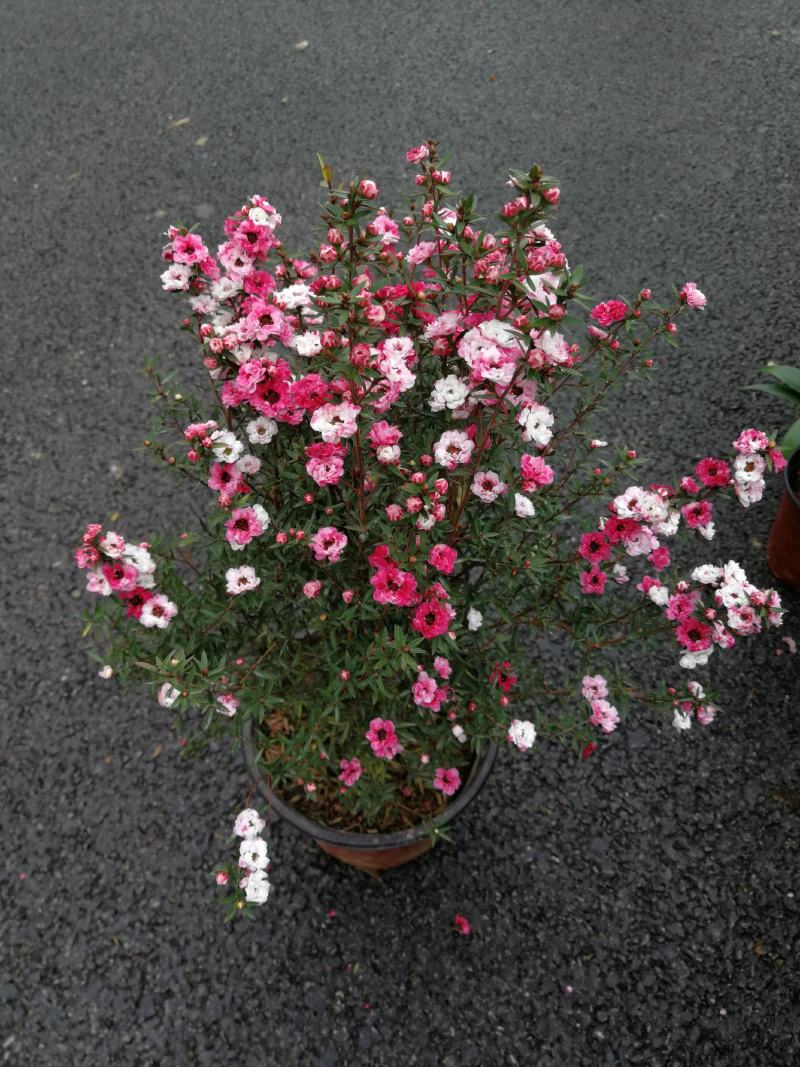 松红梅花基地直发松红梅花开多色奥洲松红梅