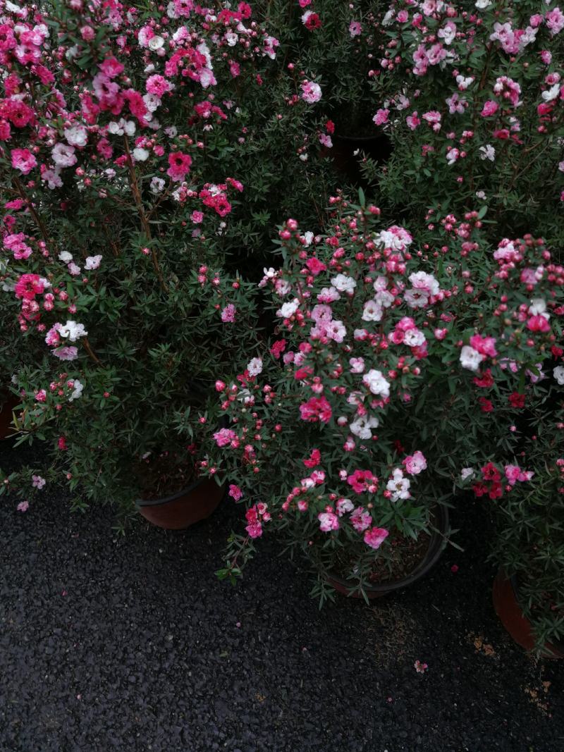 松红梅花基地直发松红梅花开多色奥洲松红梅